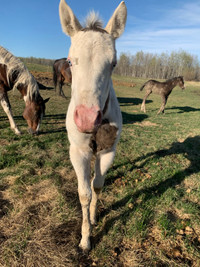 Flashy APHA Cowbred Prospect - Thick Build, Friendly 