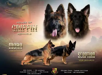 UKC  Long coat German Shepherds, View more