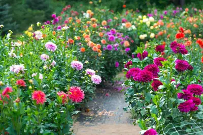 Dahlias, spend $25, get 5 free!, View more