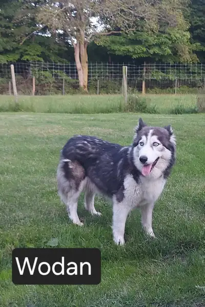Husky for  rehoming, View more