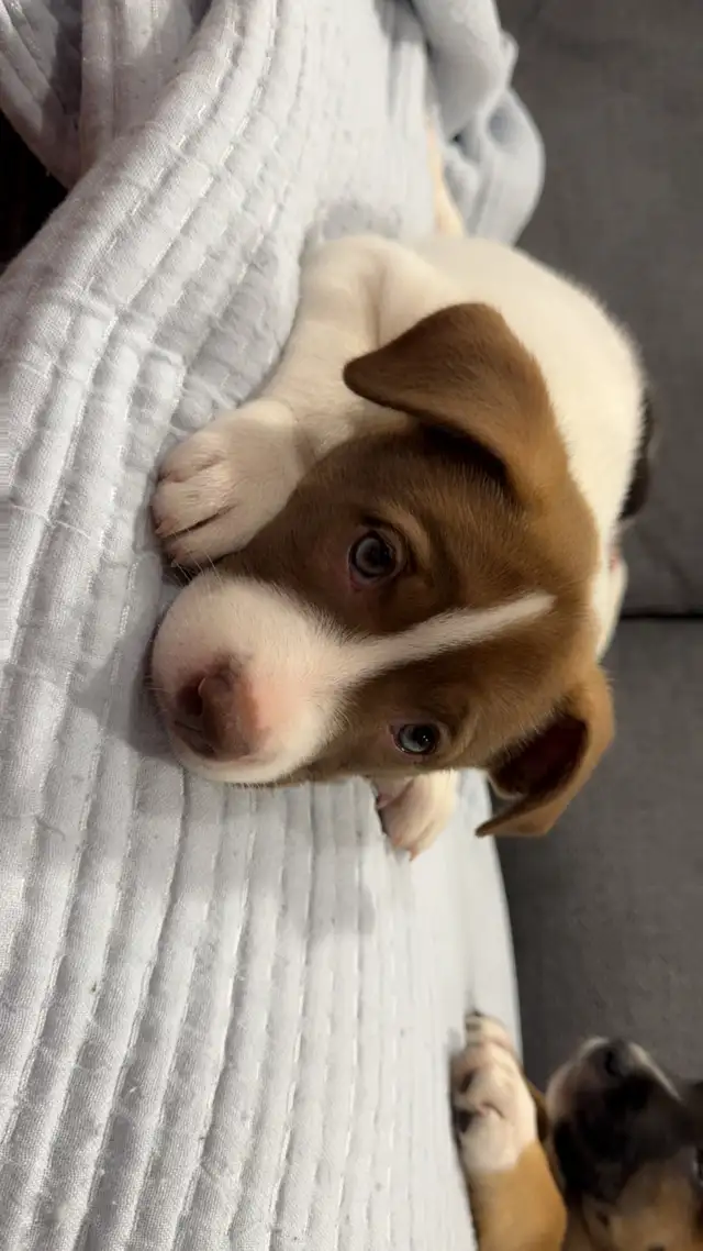 Husky Mix Puppies in Dogs & Puppies for Rehoming in St. Catharines - Image 6