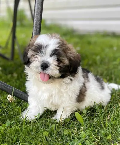 shih tzu puppy for sale, View more