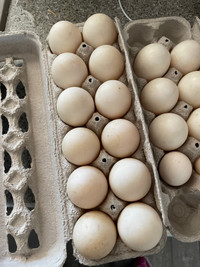 Fresh duck eggs for eating 