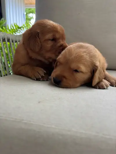 Golden Retriever Pups, View more