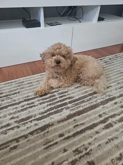 Toy Poodle Dog (Hypoallergenic) for sale, View more
