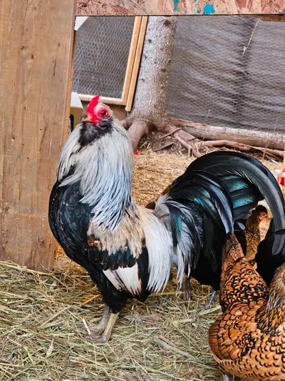 PENDING PICK UP ****selling together**** no exceptions Bantam Flock. Great little birds but have dec...