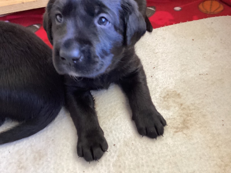 Labs Inn Kennel has CKC Registered Black Lab Puppies Dogs & Puppies