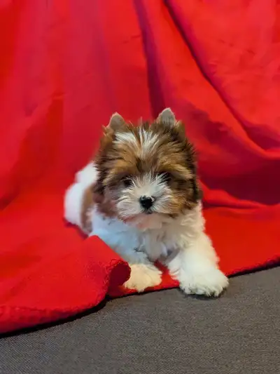 Lovely Yorkie Puppies, View more