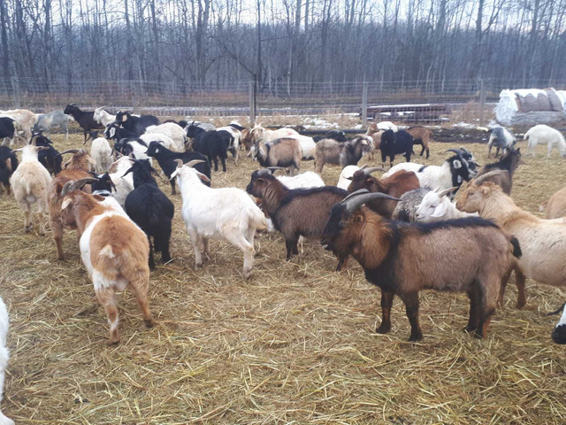 GOAT BUYERS SPECIAL ----Male Goats $3.85/lbs in Livestock in Edmonton - Image 3