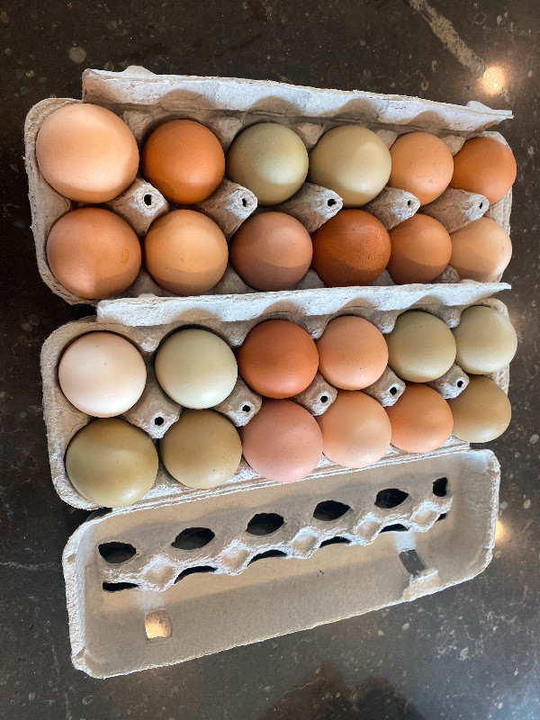 Fresh farm eggs in Other in Kingston
