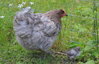 Purebred Blue Jersey Giant Chicks