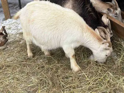 femal goat around 3 years old, View more