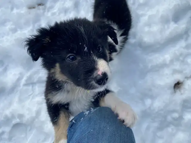 Full Border collie Puppies Looking For Loving Home in Dogs & Puppies for Rehoming in Ottawa - Image 2