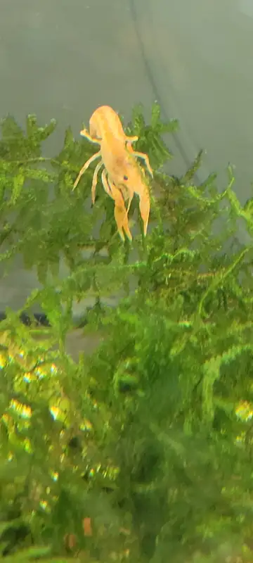 Mini Orange Dwarf Crayfish for SALE! in Fish for Rehoming in Woodstock - Image 5