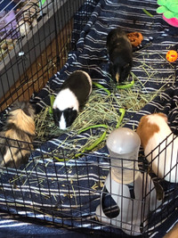 Looking to adopt baby Guinea pigs! Guelph only