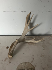 Hard white with cracks mule deer shed 
