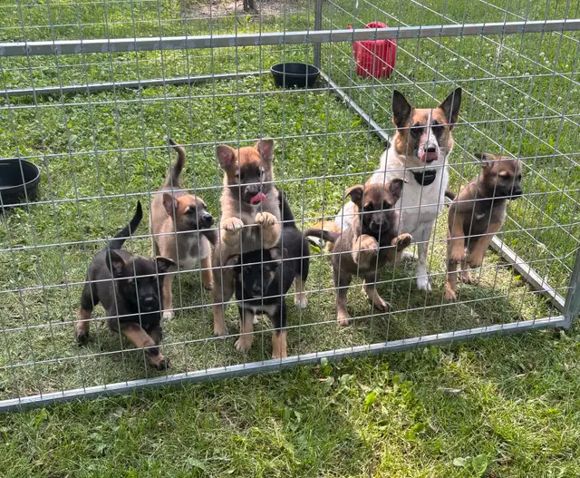 puppies for sale in Dogs & Puppies for Rehoming in Chatham-Kent - Image 2