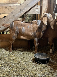 Boer buckling goat 1