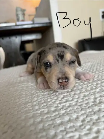 Medium-small mixed breed puppies, View more