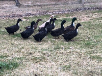 Black Swedish ducks