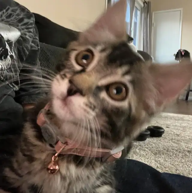 Two 3 month old Kittens  in Cats & Kittens for Rehoming in Williams Lake - Image 2