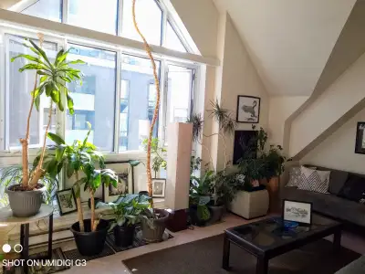 Available April 1st. Sunny, cozy room in townhouse condo, off of Spring Garden. Rent includes power,...