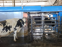 Boumatic robot milker MR-D1