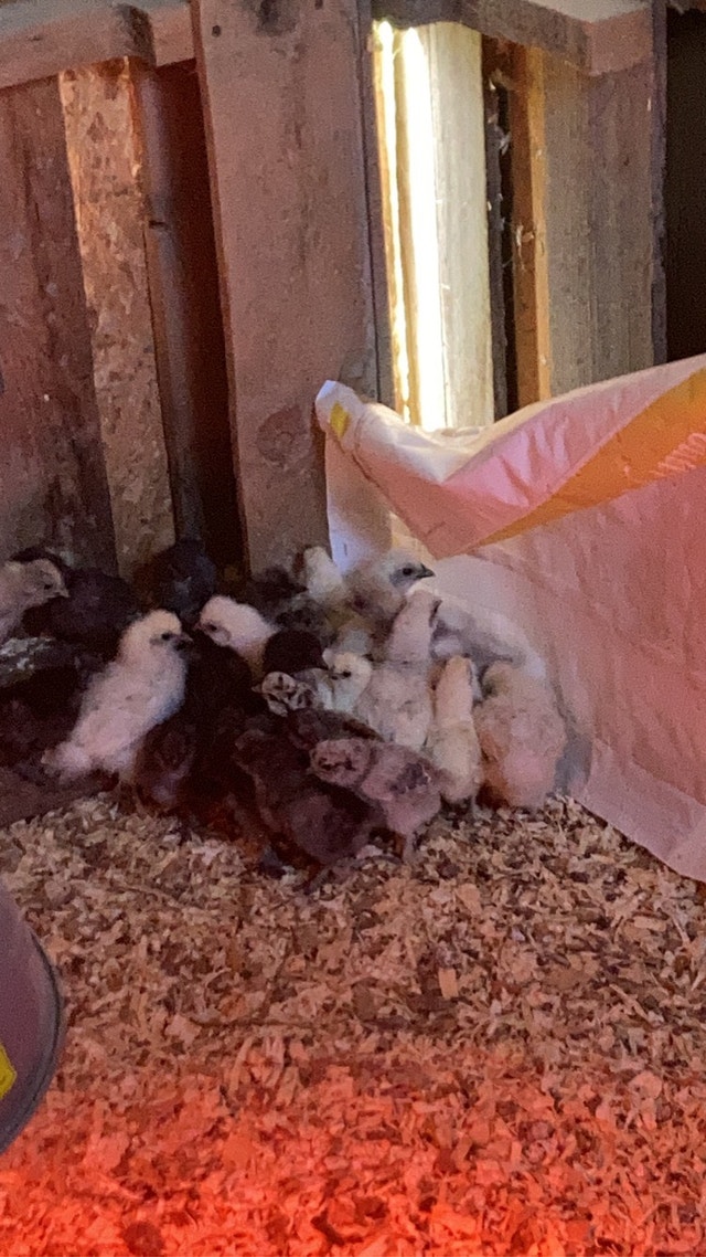 Silkie Chicks Livestock 100 Mile House Kijiji