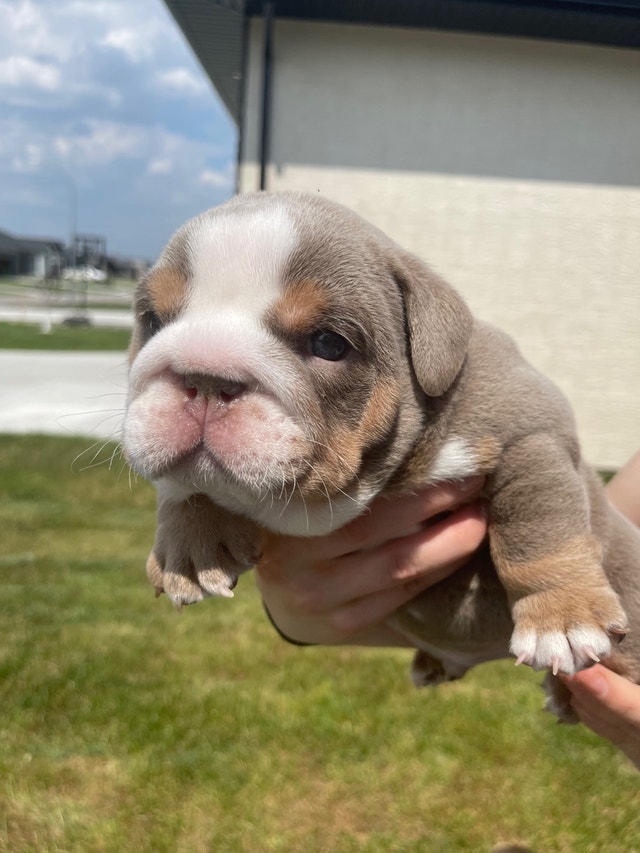 Purebred English Bulldogs Dogs & Puppies for Rehoming Winnipeg Kijiji