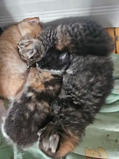 chatons a vendre, View more