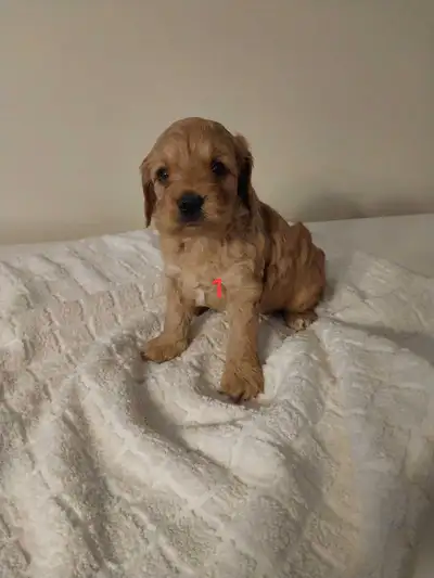 Adorable Cockapoos , View more