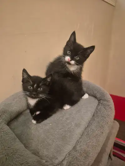 Cute Kittens, View more