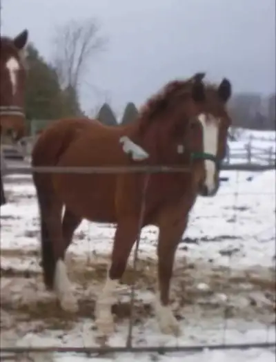ISO this gelding, View more