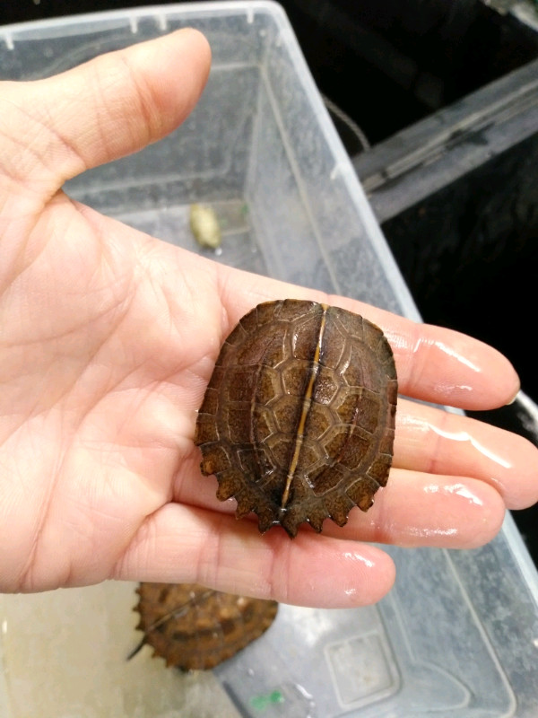 Keeled box turtles-females dans Reptiles et amphibiens à adopter  à Ouest de l’Île - Image 4