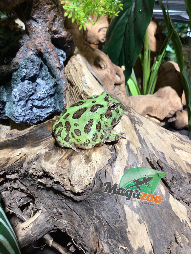 Grenouille Cornue d'Argentine Verte (Pac Man)/Green horned frog dans Reptiles et amphibiens à adopter  à Ville de Montréal - Image 3