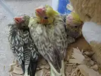 **HANDFED BABY PEARL COCKATIEL**W/CARE PACKAGE**ONLY 1 LEFT**