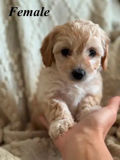 READY TO GO - Tiny Yorkiepoo Puppies!, View more