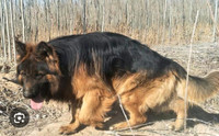 German sheper rehome