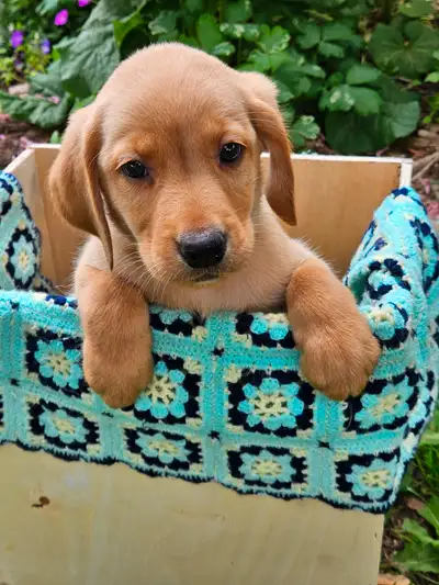Chiot Labrador pure, View more