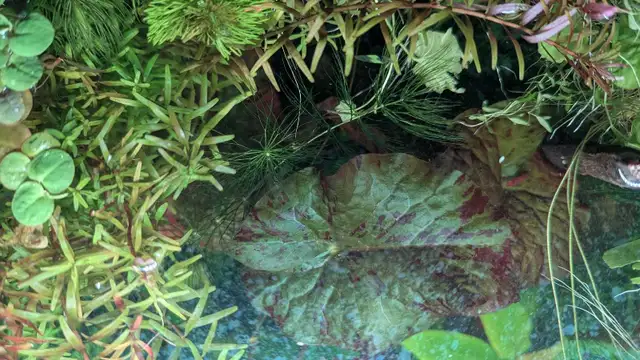 Aquarium plant - Red Tiger Lotus in Fish for Rehoming in Markham / York Region - Image 4