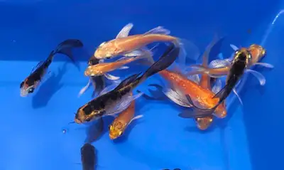 Small Butterfly Koi Fish , View more