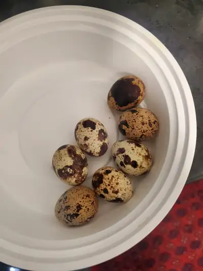 Quail eggs for hatching, View more