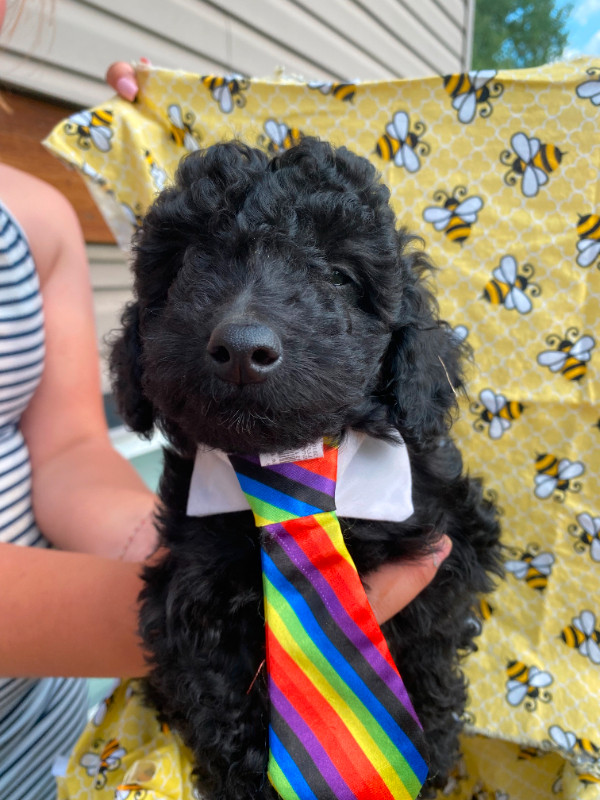 Adorable Toy/Miniature Poodles available now. Dogs & Puppies for