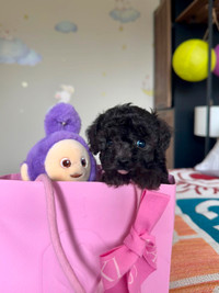 super cute sliver toy poodle puppies rehome