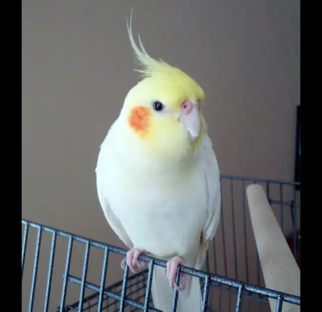 Cockateil -Hamd Tamed in Birds for Rehoming in Kitchener / Waterloo - Image 4