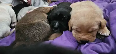 Meet our wonderful puppies, each with unique markings and bundles of joy! These little guys are bran...
