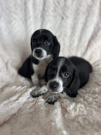 Olde English Pocket Beagle Pups