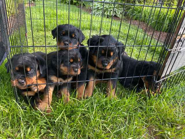 chiots rottweiler dans Chiens et chiots à adopter  à Granby - Image 4