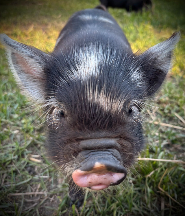 Kunekune  Piglets in Livestock in Owen Sound - Image 3