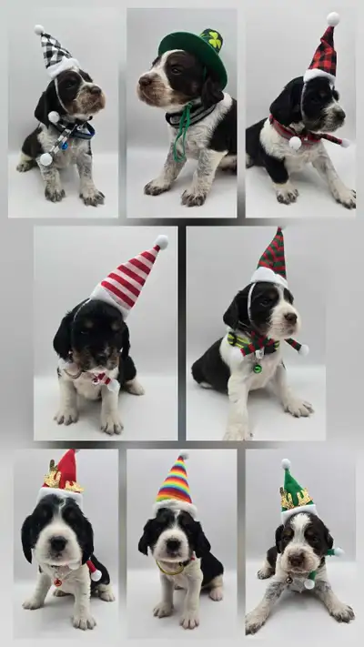 Springer spaniel puppies! The perfect family dogs❤️, View more